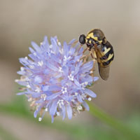 Cyrtus gibbus